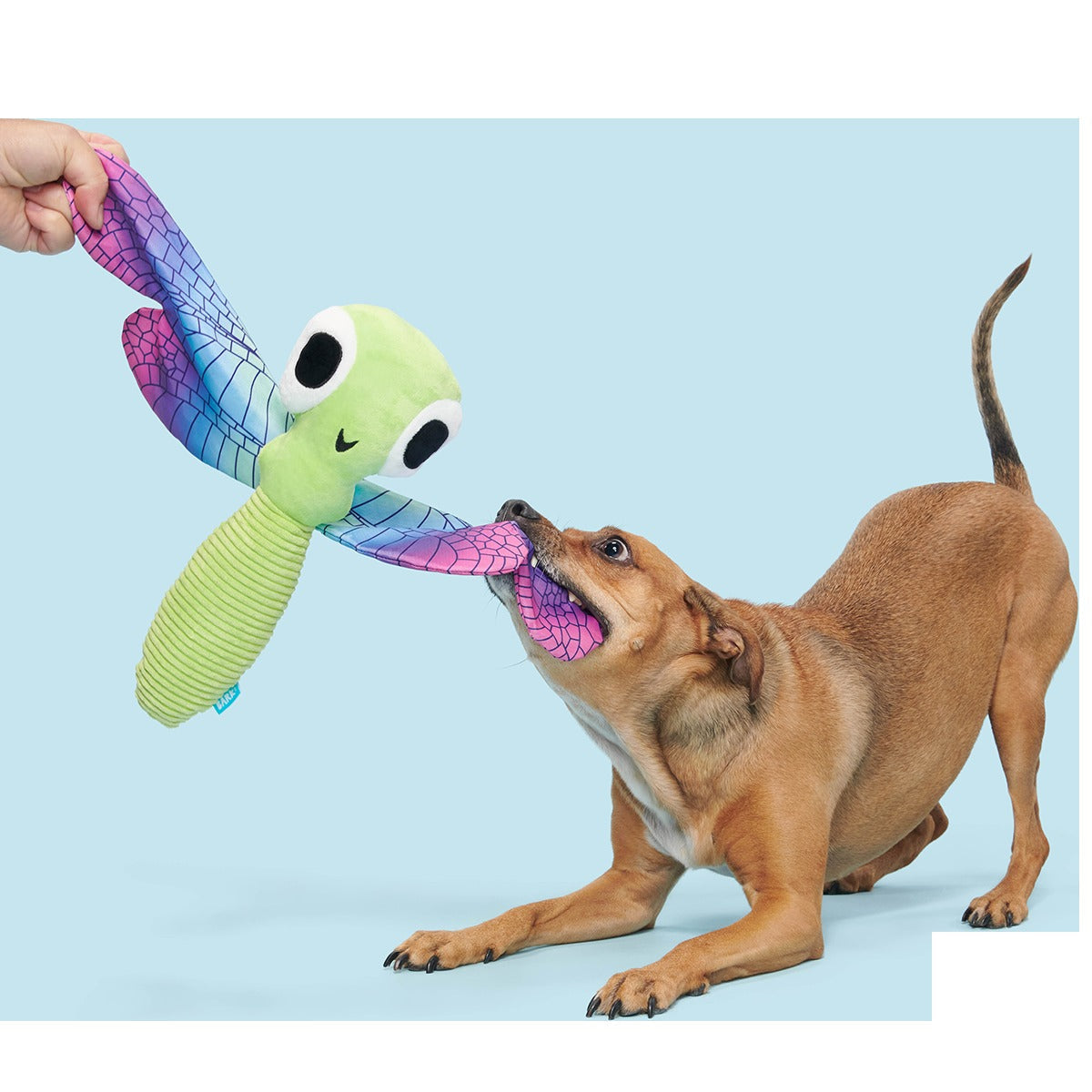 Dragonfly Guy Plush Extra-Large + Tug Dog Toy