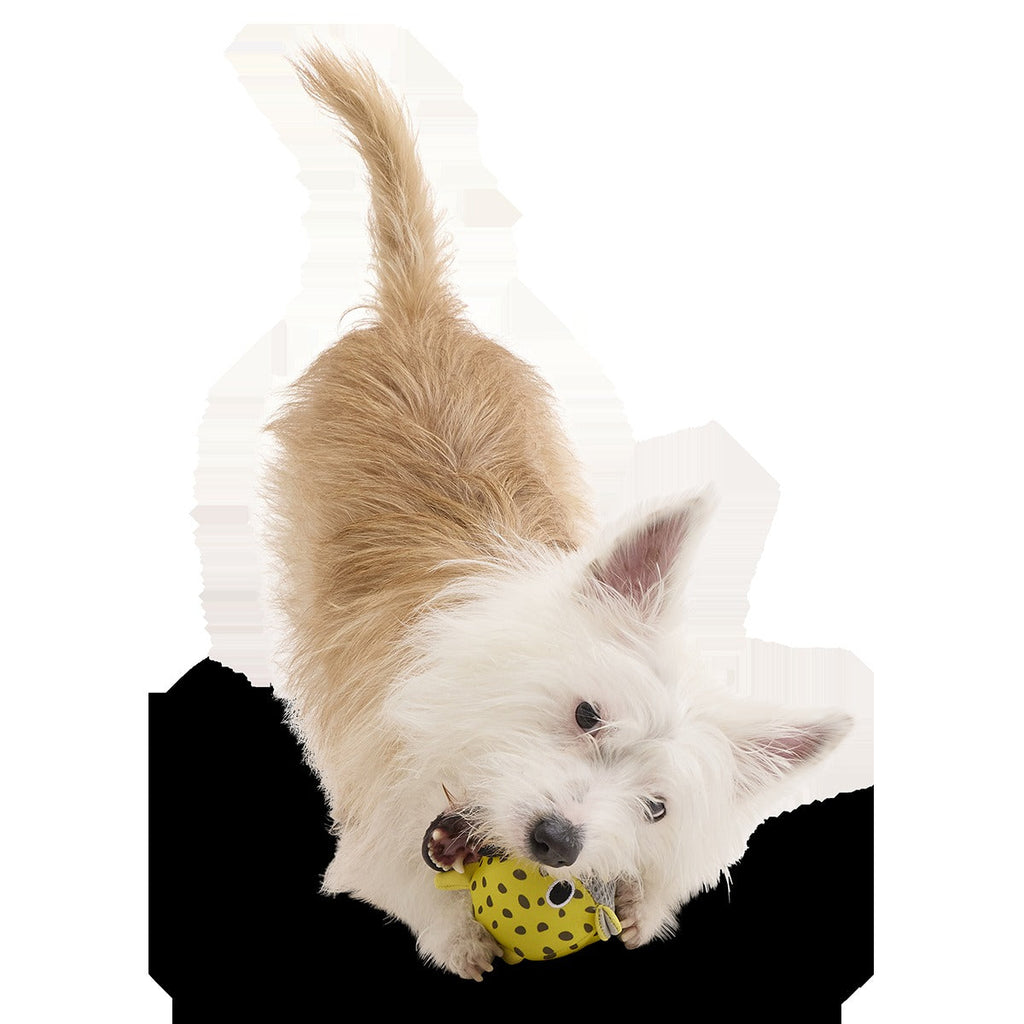 Blowfetch Super Chewer Durable 2-in-1 + Fetch Dog Toy