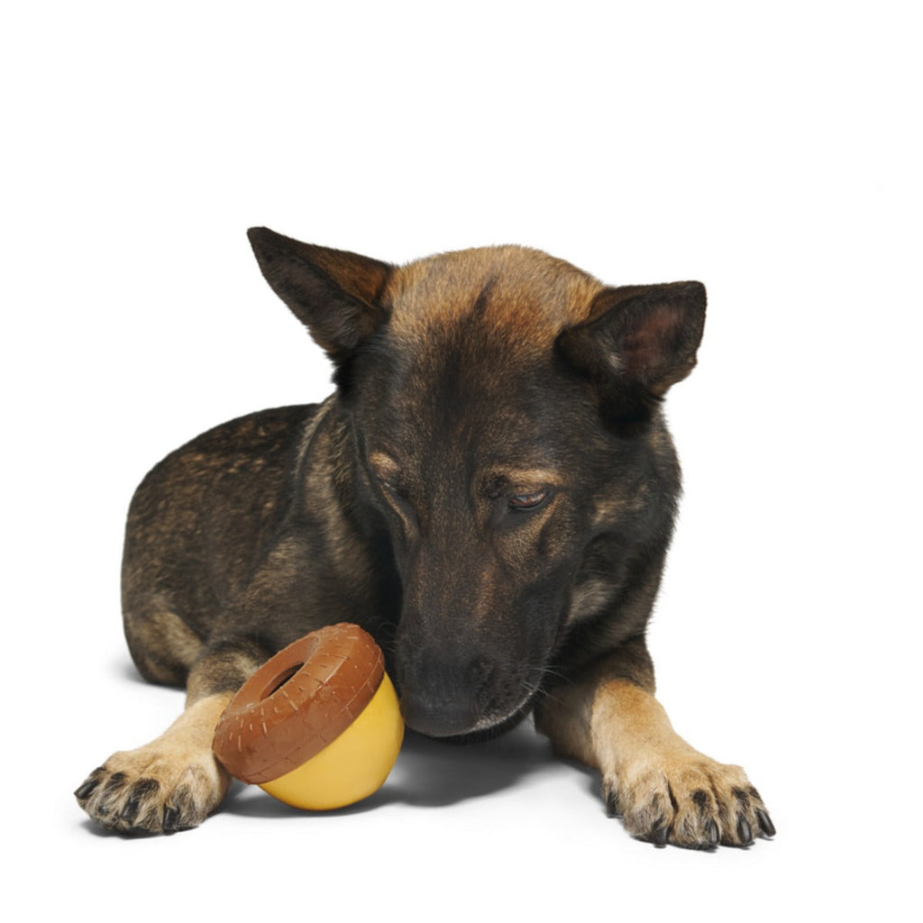 Acornucopia Durable Super Chewer Enrichment Dog Toy