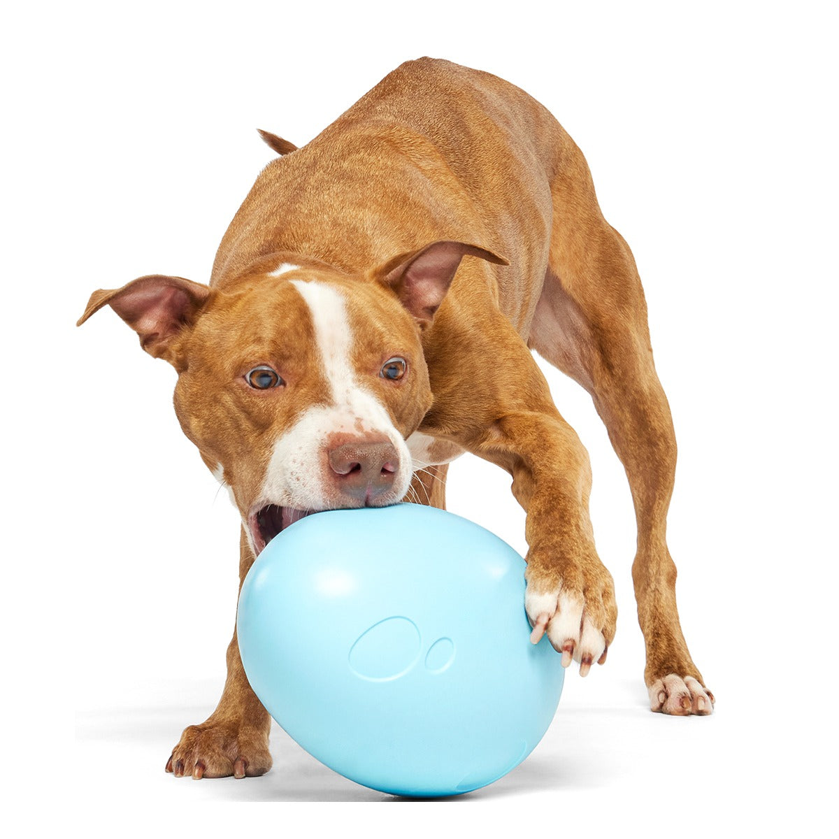 Eggstra Large Easter Egg Super Chewer Durable Extra-Large + Fetch Dog Toy
