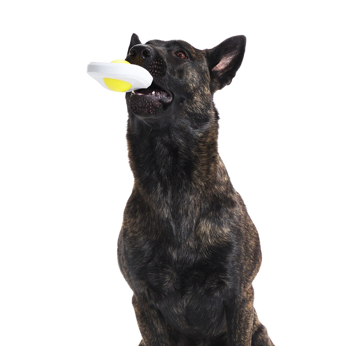 Egg Over Hard Super Chewer Durable Gnaw Dog Toy