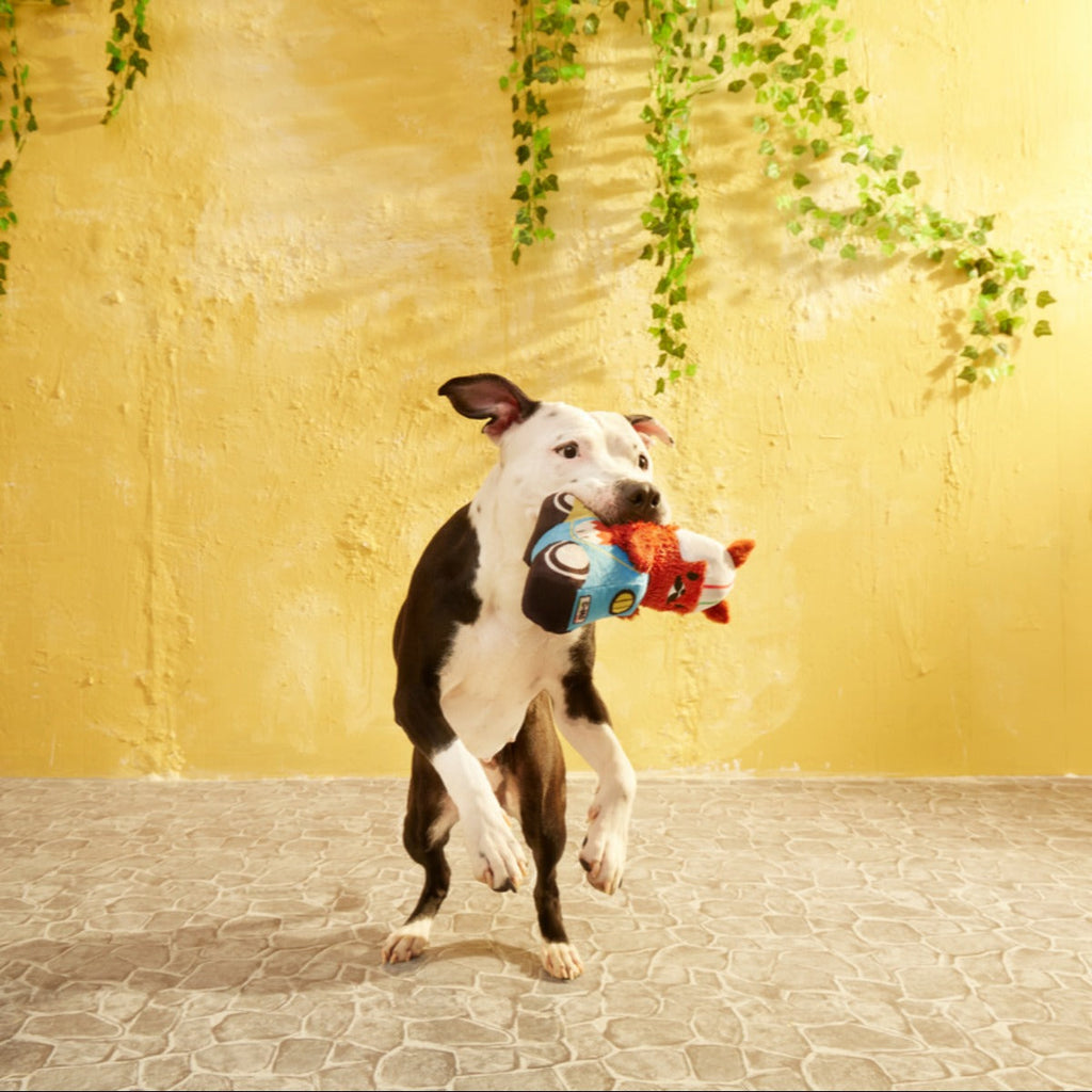 Buona Squirrela Plush Tug Dog Toy