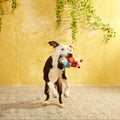 Buona Squirrela Plush Tug Dog Toy