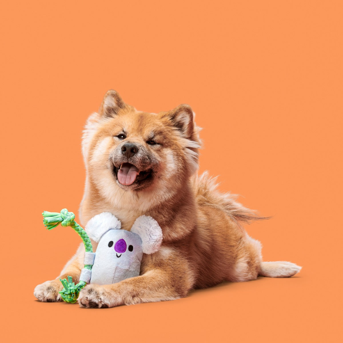 Koa Koala Plush Tug Dog Toy