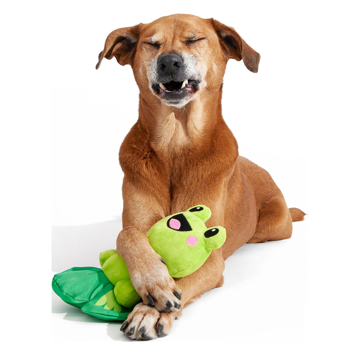 Lily Pal Plush Tug Dog Toy