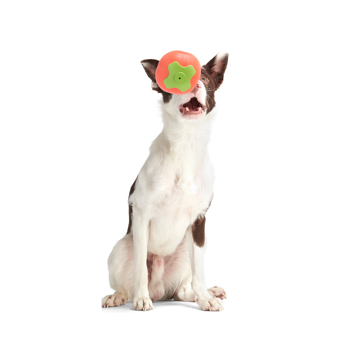 Tomato Tomutto Super Chewer Durable Fetch Dog Toy