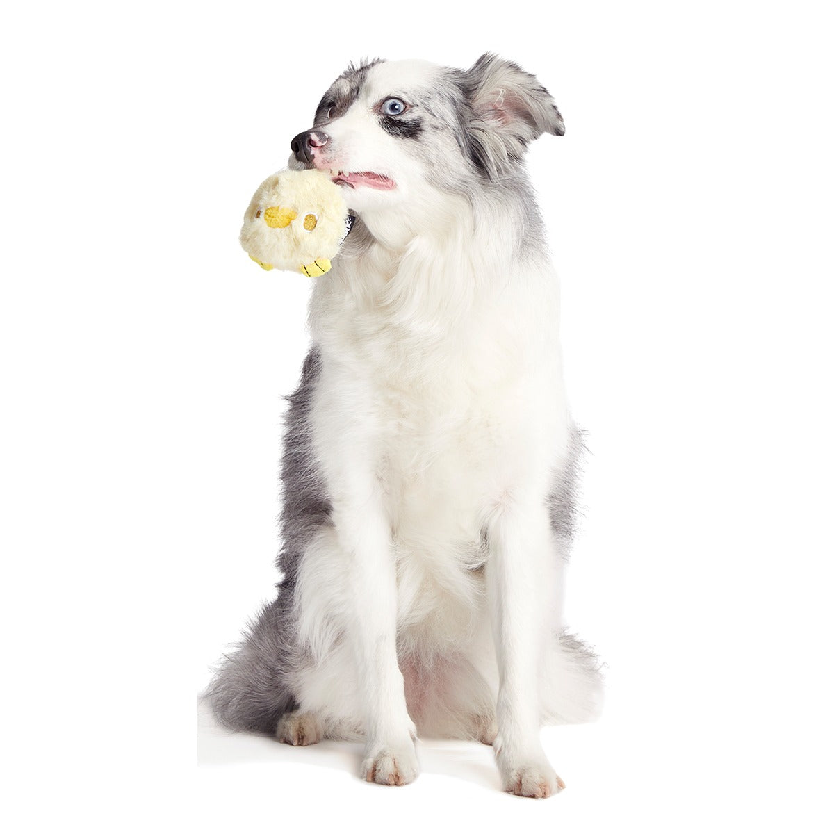 Tough Chick Super Chewer Durable 2-in-1 Dog Toy