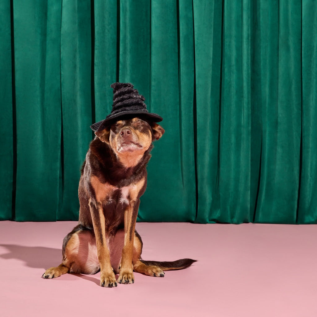 Elphaba's Ozdust Hat Plush 2-in-1 + Fetch Dog Toy