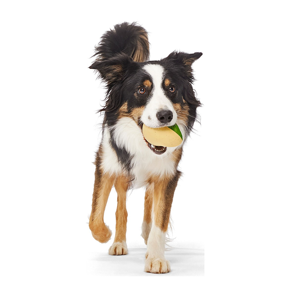 Jabba the Hut TM Slobber Lobber Super Chewer Durable Fetch Dog Toy