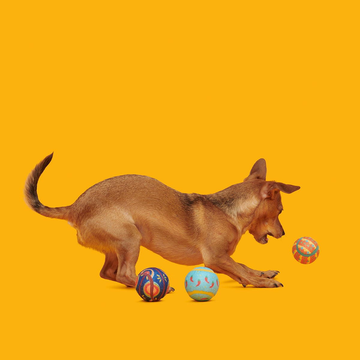 Fetch Mex Plush Multi-Part Fetch Dog Toy