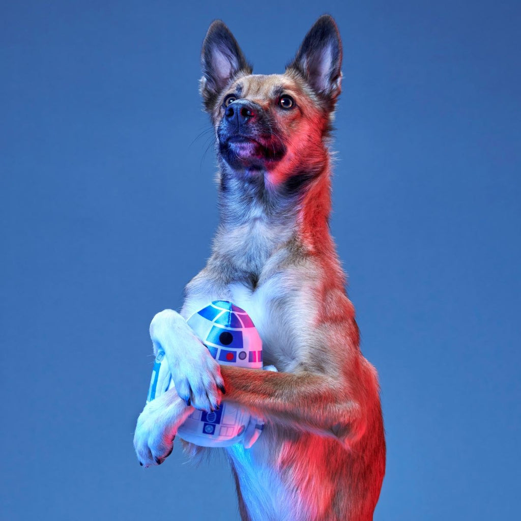 Light Side Star WarsTM Plush Bundle 2-in-1 + Tug Dog Toy