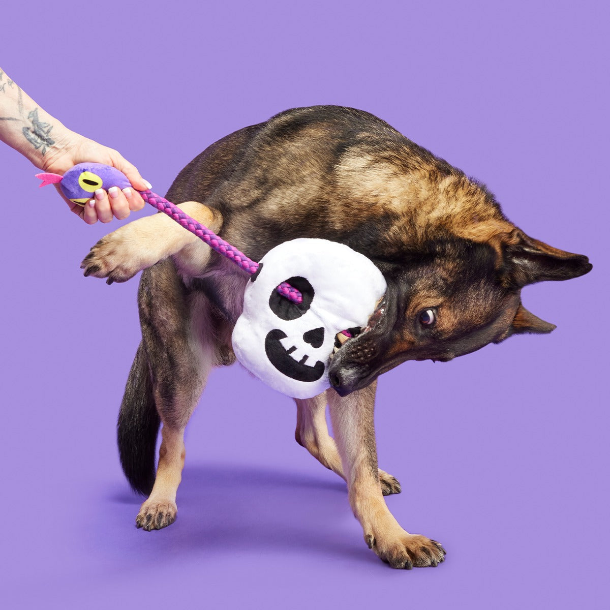 Sssskull Plush Extra-Large + Tug Dog Toy