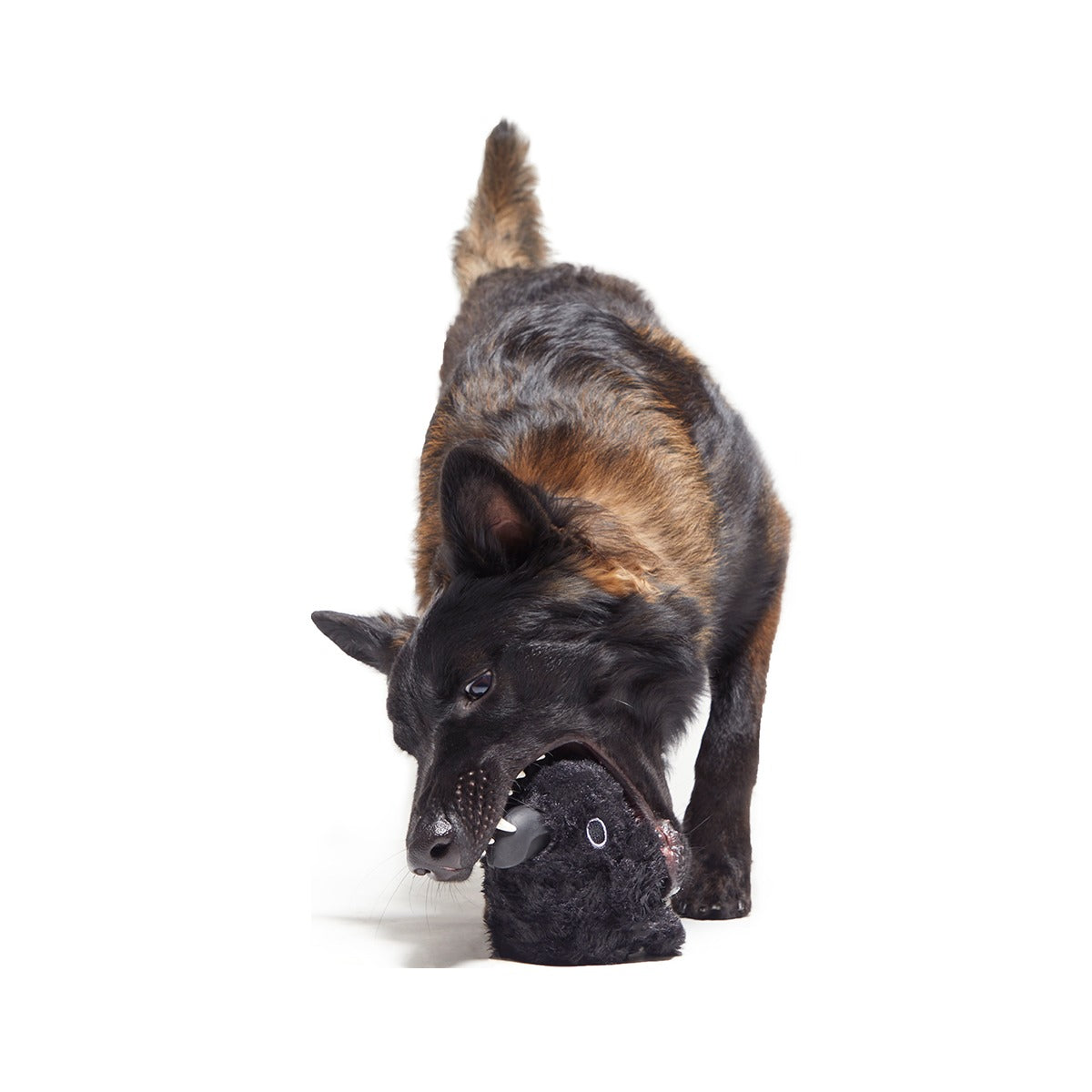 Throwth The Raven Super Chewer Durable 2-in-1 + Enrichment Dog Toy