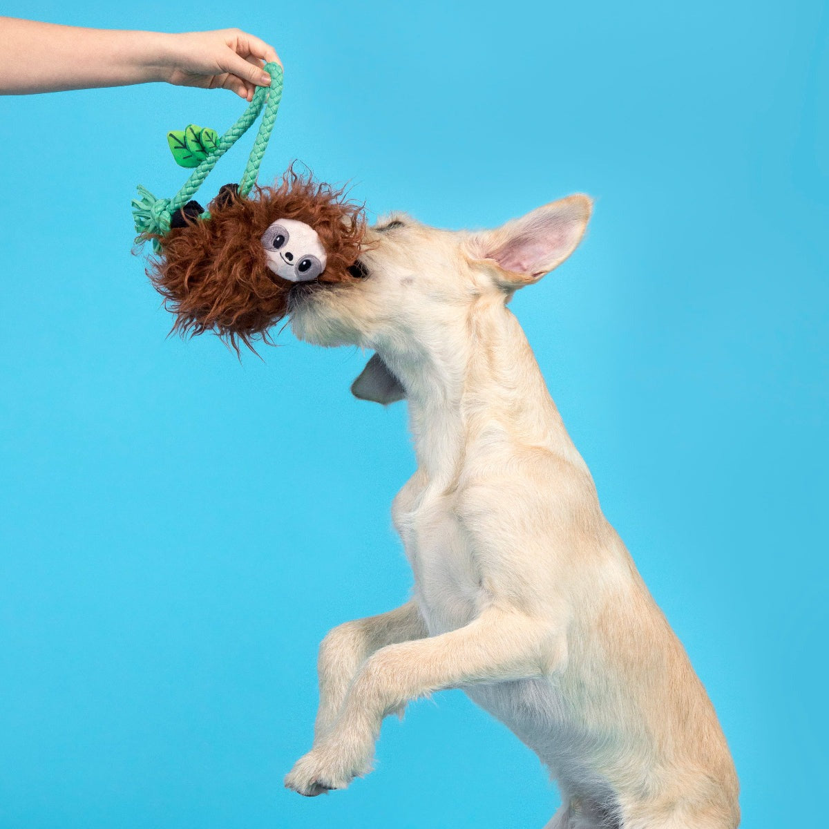 Slo-mo Beau Plush Tug Dog Toy