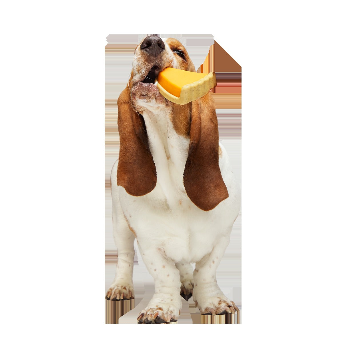 Powered Up Pie Super Chewer Durable Gnaw Dog Toy