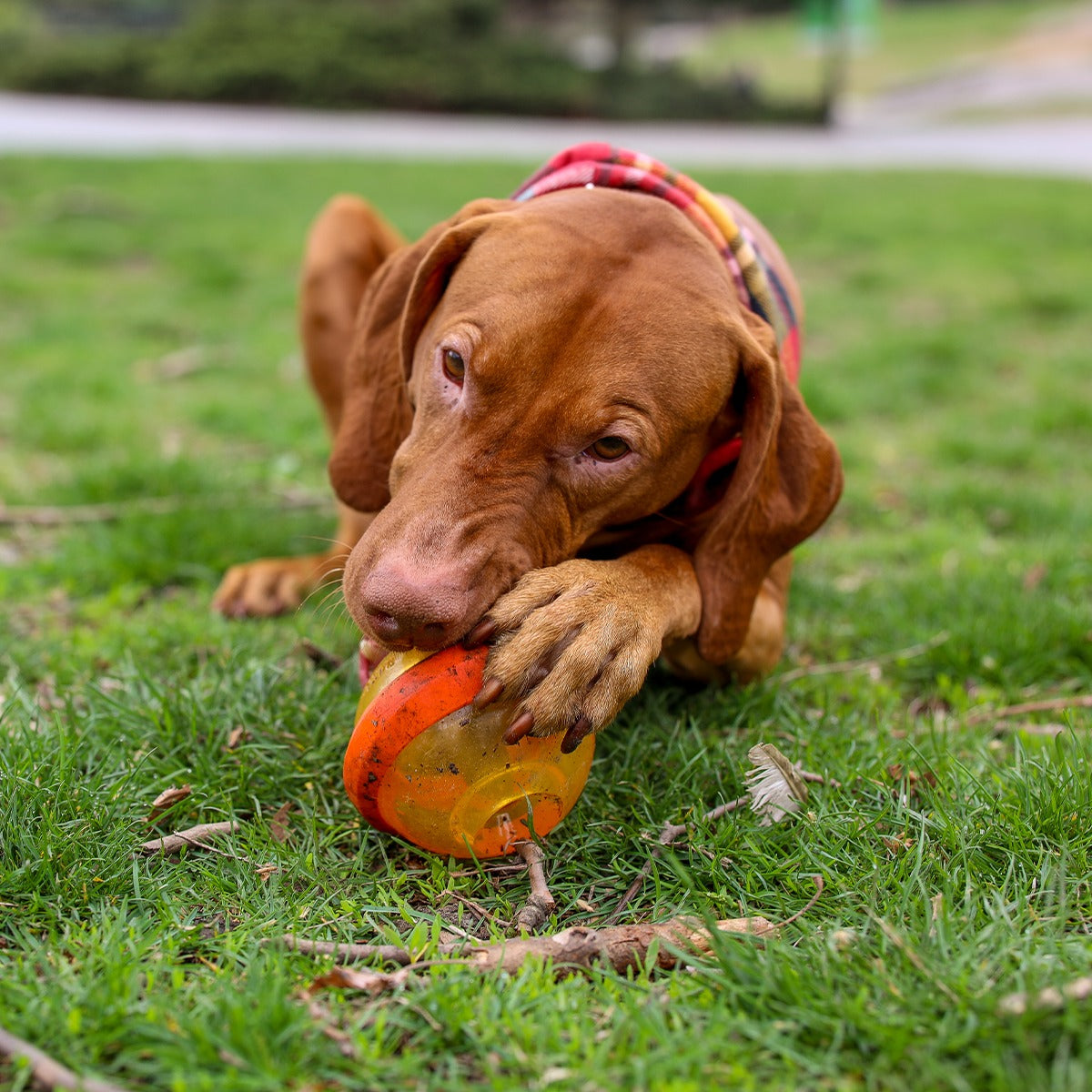 Nebula Super Chewer Durable Fetch + Enrichment Dog Toy